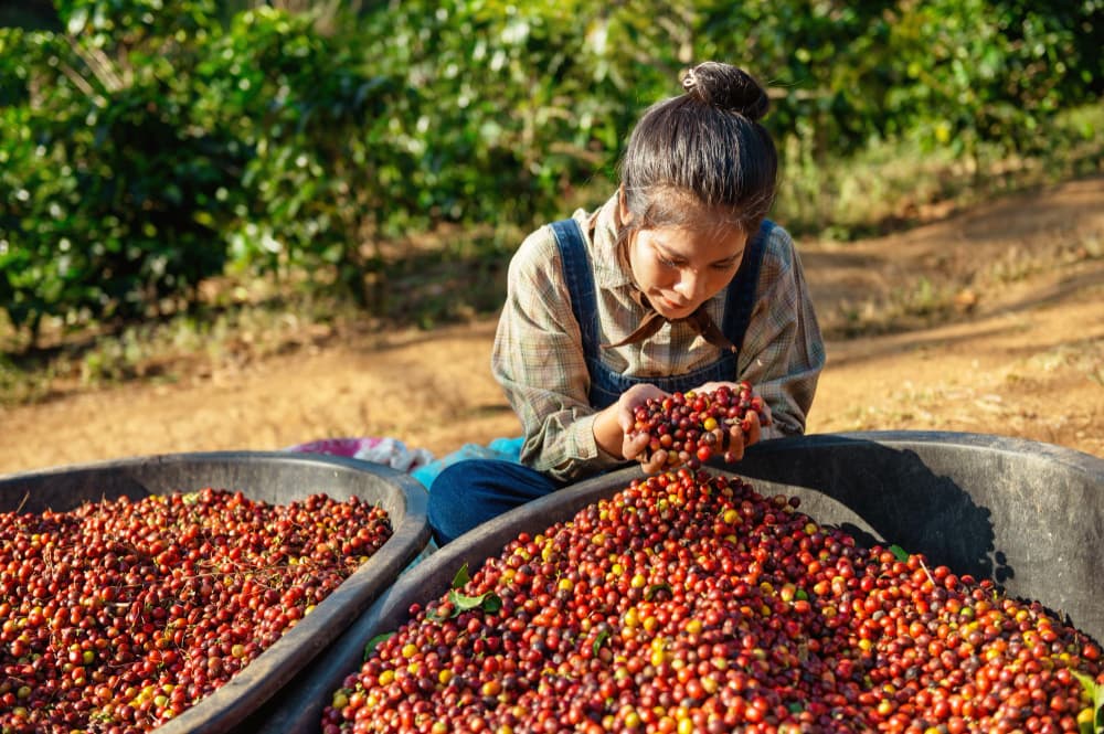 A young coffee farmer sorting fresh-picked cherries in Colombia